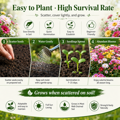 🌼 Summer Pyrethrum Insect-Repellent Seeds – Grow Colorful Flowers That Repel Mosquitoes, Flies & Garden Pests 🦟✨-DW