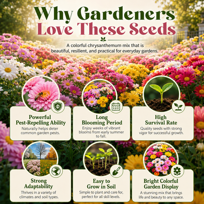 🌼 Summer Pyrethrum Insect-Repellent Seeds – Grow Colorful Flowers That Repel Mosquitoes, Flies & Garden Pests 🦟✨-DW