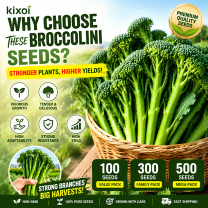 🌱 Broccolini Seeds – Sweet, Tender & High-Yielding-QE