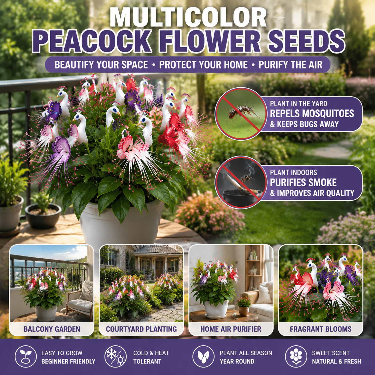 🌸 Colorful Peacock Flower Seeds – Fragrant, Air‑Purifying & Mosquito‑Repellent-QE