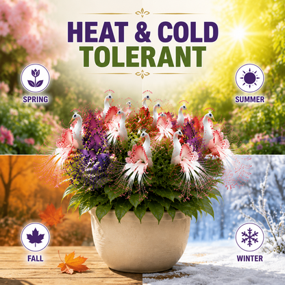 🌸 Colorful Peacock Flower Seeds – Fragrant, Air‑Purifying & Mosquito‑Repellent-QE