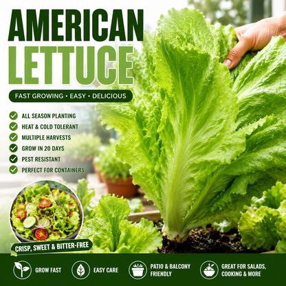 American Fast-Growing Large Leaf Lettuce Seeds – Crisp, Sweet & Easy to Grow-QE