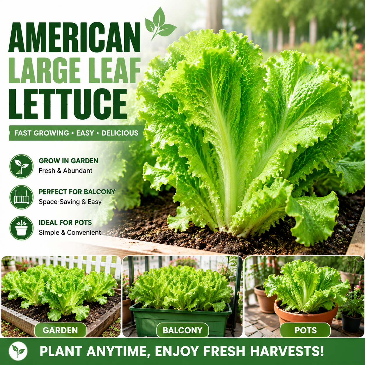 American Fast-Growing Large Leaf Lettuce Seeds – Crisp, Sweet & Easy to Grow-QE