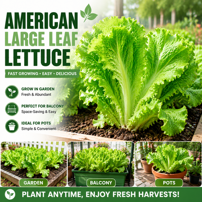 American Fast-Growing Large Leaf Lettuce Seeds – Crisp, Sweet & Easy to Grow-QE