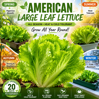 American Fast-Growing Large Leaf Lettuce Seeds – Crisp, Sweet & Easy to Grow-QE