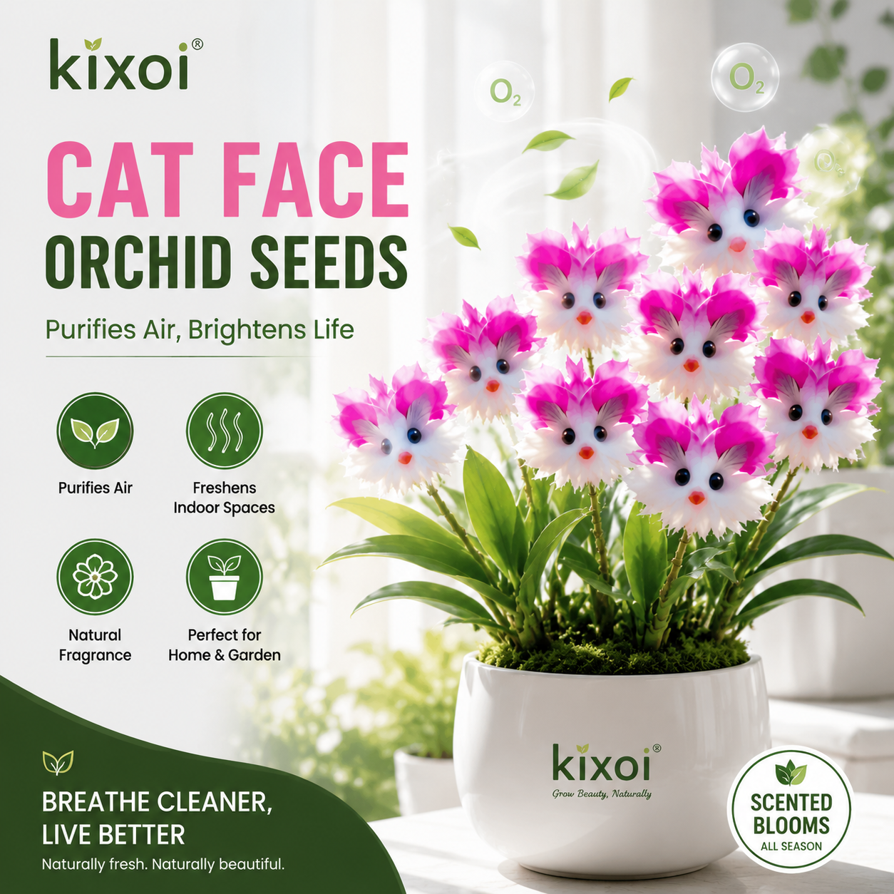 🌸 Colorful “Cat Face” Orchid Seeds – Fragrant, Air‑Purifying & Mosquito‑Repellent-QE