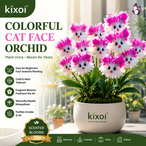 🌸 Colorful “Cat Face” Orchid Seeds – Fragrant, Air‑Purifying & Mosquito‑Repellent-QE
