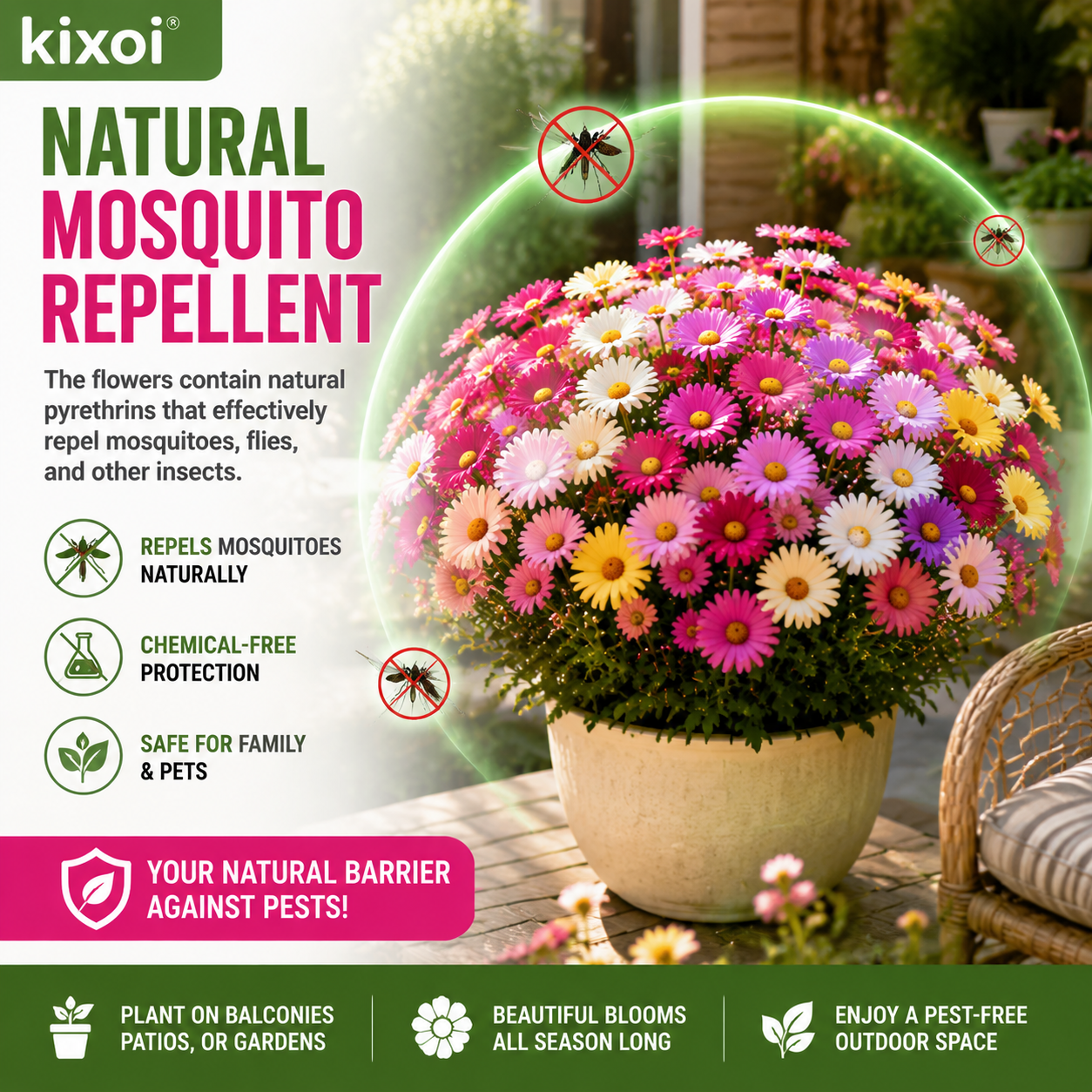🌸 Pyrethrum Daisy Seeds – Natural Mosquito Repellent, Beautiful Blooms All Season-QE