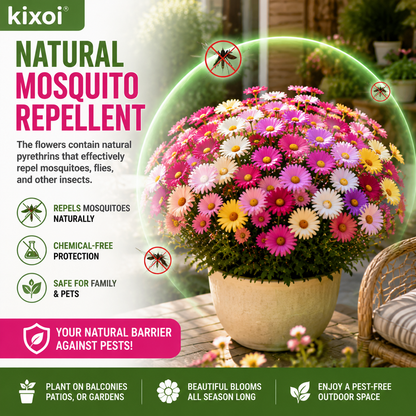 🌸 Pyrethrum Daisy Seeds – Natural Mosquito Repellent, Beautiful Blooms All Season-QE