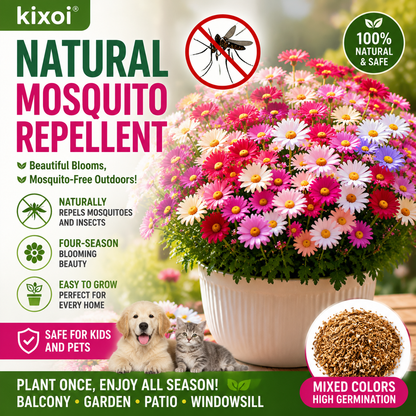 🌸 Pyrethrum Daisy Seeds – Natural Mosquito Repellent, Beautiful Blooms All Season-QE