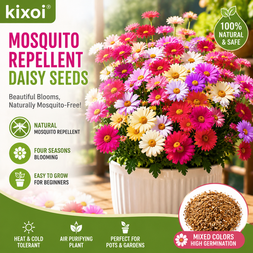 🌸 Pyrethrum Daisy Seeds – Natural Mosquito Repellent, Beautiful Blooms All Season-QE
