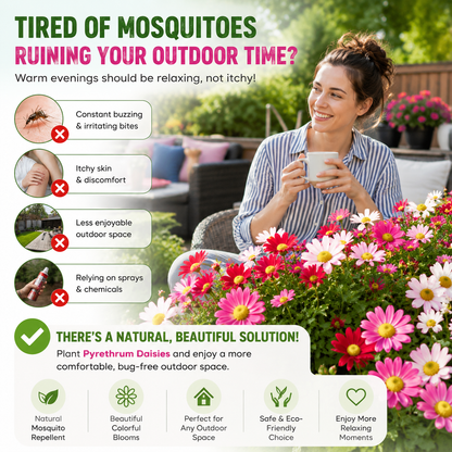 🦟 Natural Mosquito-Repelling Daisy Seeds🌼 – Grow Colorful Flowers for a Fresher Outdoor Space-FX
