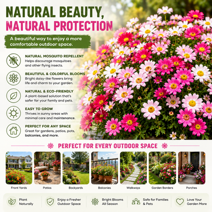 🦟 Natural Mosquito-Repelling Daisy Seeds🌼 – Grow Colorful Flowers for a Fresher Outdoor Space-FX