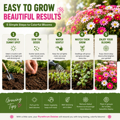 🦟 Natural Mosquito-Repelling Daisy Seeds🌼 – Grow Colorful Flowers for a Fresher Outdoor Space-FX