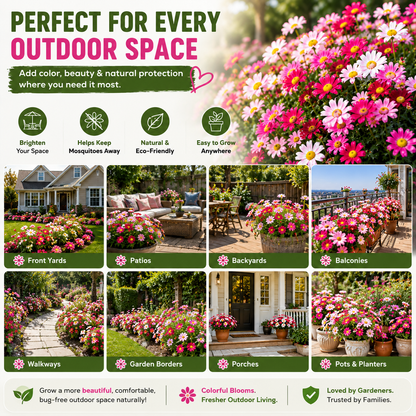 🦟 Natural Mosquito-Repelling Daisy Seeds🌼 – Grow Colorful Flowers for a Fresher Outdoor Space-FX