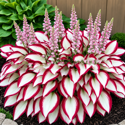 🏠🤗 Discover the Beauty of Colorful Leaf Hosta Seeds – Stunning Foliage, Easy Garden Charm 🌿🍃-QO