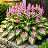 Pink-Green（200 seeds）