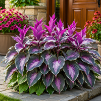 Purple Beauty（200 seeds）