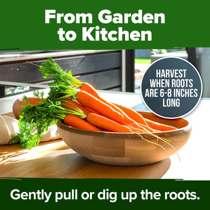 🥕 Sweet Crunch Carrot Seeds – Four-Season Planting for Crisp, Juicy Homegrown Carrots 🌱✨-DW