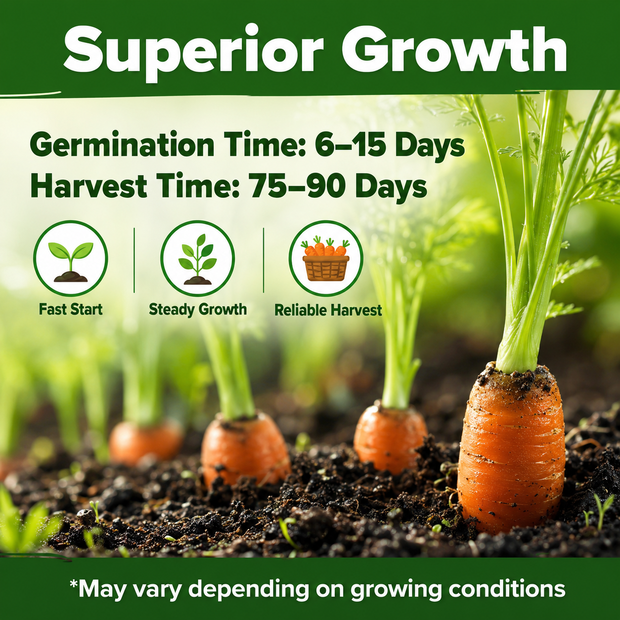 🥕 Sweet Crunch Carrot Seeds – Four-Season Planting for Crisp, Juicy Homegrown Carrots 🌱✨-DW