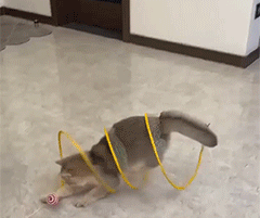 🐱 Rainbow Cat Hunting Tunnel Toy Set - DW