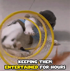 🐱 Rainbow Cat Hunting Tunnel Toy Set - DW